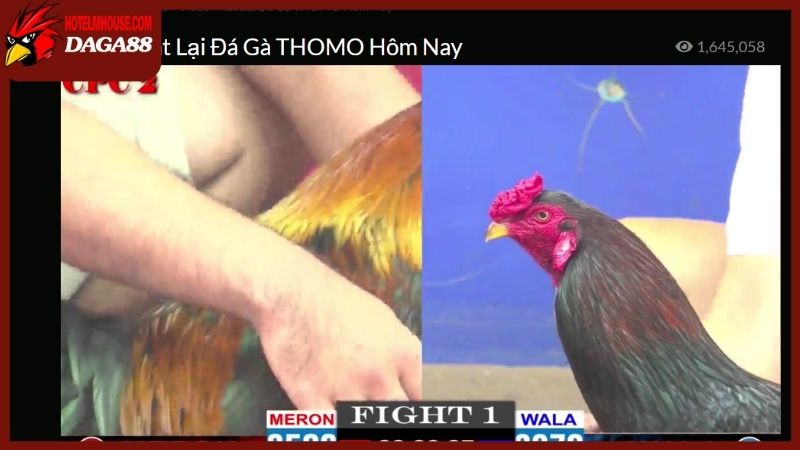 DAGA88 🎖️ Đá Gà 88 Trực Tiếp Thomo C2 C5 C7 C9 Hôm Nay 25 Đá gà trực tiếp 88 đem đến vô vàn trận chiến kịch tính