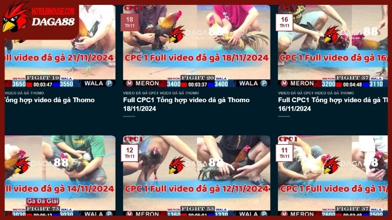 DAGA88 🎖️ Đá Gà 88 Trực Tiếp Thomo C2 C5 C7 C9 Hôm Nay 31 Dịch vụ xem các trận đá gà trực tiếp 88 hoàn toàn là miễn phí