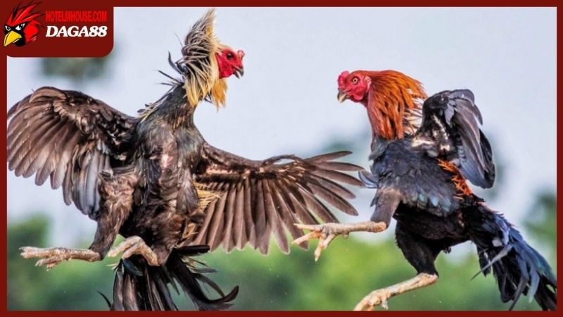 DAGA88 🎖️ Đá Gà 88 Trực Tiếp Thomo C2 C5 C7 C9 Hôm Nay 30 Giải mã những câu hỏi thường gặp về đá gà trực tiếp 88