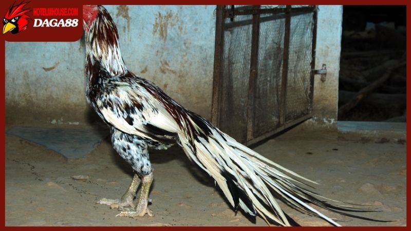 Các dòng gà chọi hay được nhập giống từ nước ngoài
