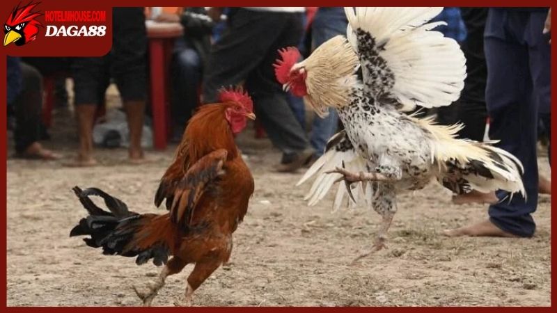 Các dòng gà chọi hay luôn mang đến sức hút đặc biệt
