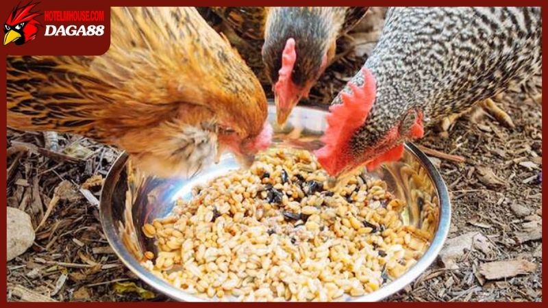 Chế độ dinh dưỡng trong cách chăm sóc gà chọi sau khi đá về