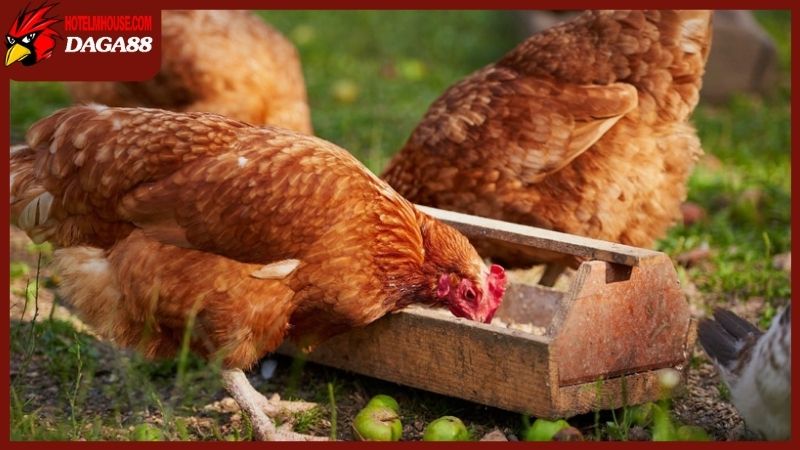 Cho gà ăn tỏi mang đến hiệu quả cực tốt cho gà