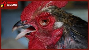 Gà bị sưng mắt có mủ