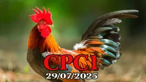 Full Clip Đá Gà Trực Tiếp Thomo C1 Ngày 29/07/2025