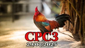 Tổng hợp Clip đá gà C3 Thomo hôm nay mới nhất 29/07/2025