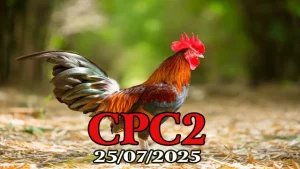 Phát Lại Đá Gà Trực Tiếp Thomo Hôm Nay C2 Ngày 25/07/2025