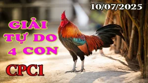 Full Clip Đá Gà Giải 4 Con Tự Do C1 Ngày 10/07/2025