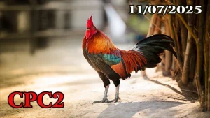 Clip Đá Gà Thomo C2 Hôm Nay 11/07/2025