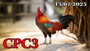 Tổng Hợp Clip Đá Gà Thomo Hôm Nay C3 Ngày 15/07/2025