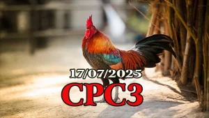 Clip Đá Gà Thomo hôm nay C3 ngày 17/07/2025