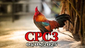 Xem Đá Gà Thomo C3 Phát Lại Hôm Nay 05/08/2025 Full HD Mới Nhất