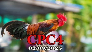 Xem Lại Đá Gà C4 Thomo Campuchia Hôm Nay 02/09/2025