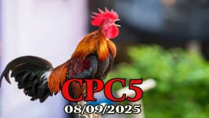 Xem Lại Đá Gà C5 Thomo Hôm Nay 08/09/2025