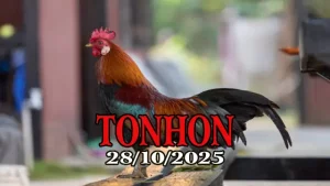 Clip đá gà trực tiếp TONHON hôm nay 28/10/2025
