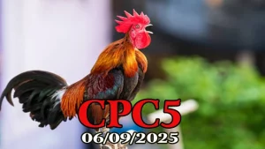 Video đá gà trực tiếp c5 ngày 06/10/2025