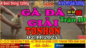 Gà Đá Giải Tonhon Trận 10: Bảo Sting vs Vỹ R.Giá – Kèo Gà 3.2kg