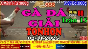 Gà Đá Giải Tonhon Trận 15: Minh H.Giang vs Sỹ Bò – Kèo 3kg