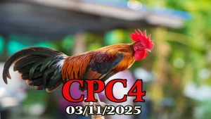 Phát lại đá gà trực tiếp C4 ngày 03/11/2025