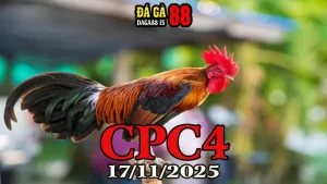 Xem video clip đá gà trực tiếp CPC4 Thomo hôm nay 17112025 full HD