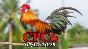 Clip phát lại đá gà trực tiếp CPC6 hôm nay 07/11/2025 full HD