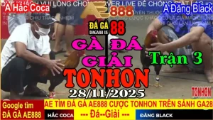 Gà Đá Giải TONHON Trận 3: Anh Hắc Coca vs Anh Đăng Black – Kèo 3.4kg