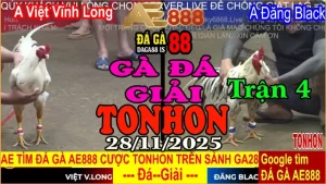 Gà Đá Giải TONHON Trận 4: Việt Vĩnh Long vs Đăng Black – Kèo 3.5kg