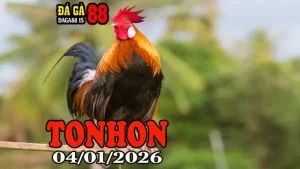 Clip Trực Tiếp Đá Gà Tonhon Hôm Nay 04012026 – Xem Nhanh