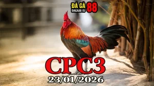 Xem Video Đá Gà Trực Tiếp CPC3 Ngày 23012026 Mới Nhất