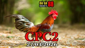 Full Clip Đá Gà Thomo CPC2 Hôm Nay 27032026