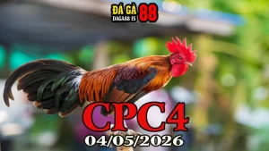 Clip đá gà trực tiếp CPC4 ngày 04052026