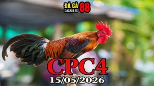 Video đá gà thomo CPC4 ngày 15052026