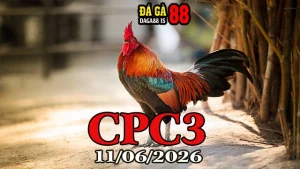 Clip đá gà Thomo CPC3 ngày 11062026 mới nhất