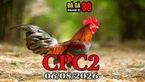 Clip đá gà trực tiếp CPC2 hôm nay 06082026