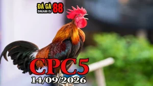 Clip đá gà trực tiếp CPC5 Hôm Nay 14092026