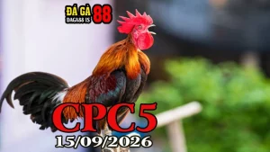 Xem Trực Tiếp Đá Gà CPC5 Hôm Nay 15092026