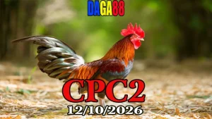 Video đá gà thomo CPC2 ngày 12102026